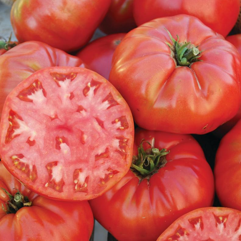 'Mortgage Lifter' Tomato - Tomato Varieties - Heirloom Tomatoes