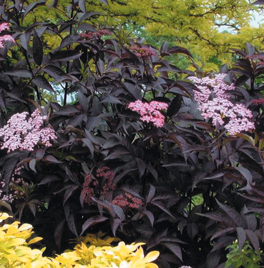 Common Elder Sambucus nigra Black Elderberry 100 seeds European Elder 