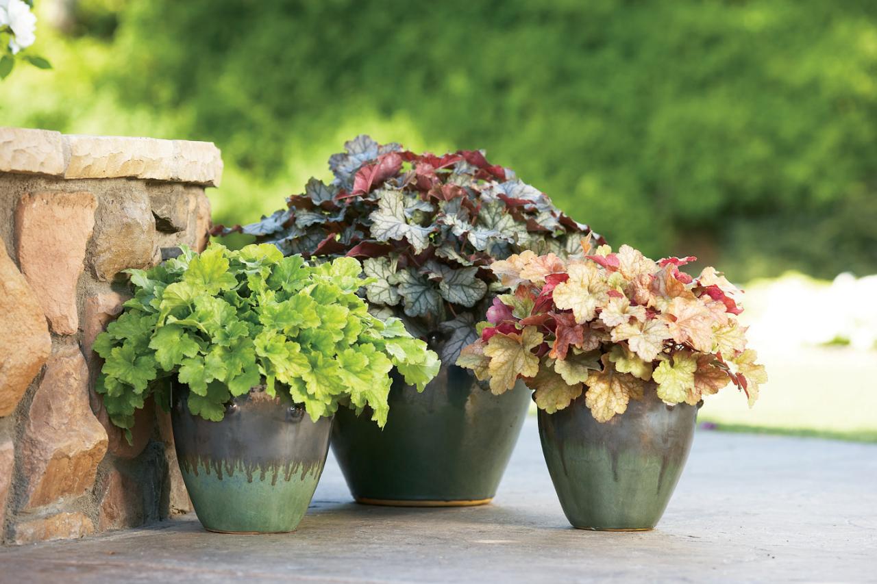 planting coral bells: how to grow and care for these colorful