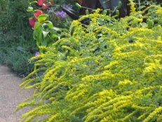 'Fireworks' goldenrod has arching spires of bright yellow flower clusters. Plant it against a backdrop of dark green or burgundy for best effect.