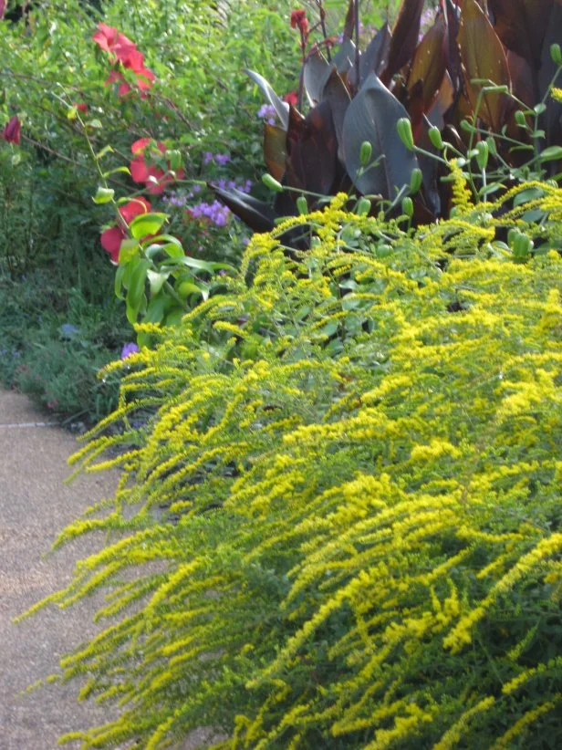 'Fireworks' goldenrod has arching spires of bright yellow flower clusters. Plant it against a backdrop of dark green or burgundy for best effect.