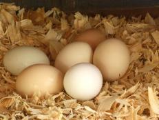 Chicken eggs are laid with a thin coating called “bloom”, which inhibits bacteria.