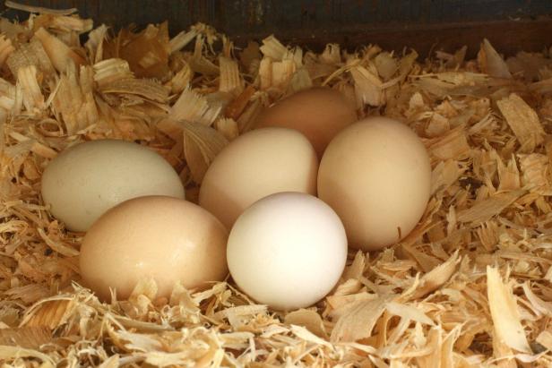 Chicken eggs are laid with a thin coating called “bloom”, which inhibits bacteria.