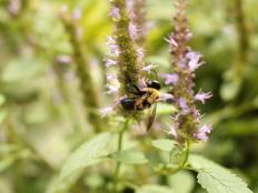 Incorporating plants that attract bees keeps pollination alive in your landscape.