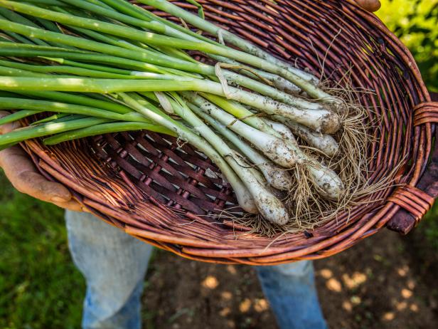 Spring onions in a basket at Blackberry Farm