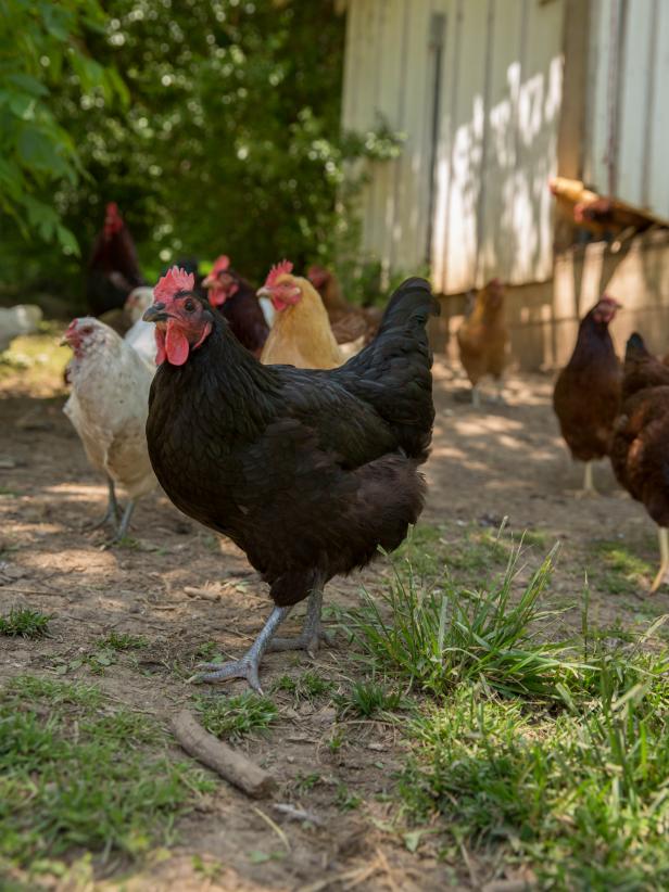 Chickens at Blackberry Farm
