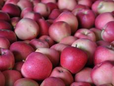 A bumper crop of freshly harvested apples will soon be pressed and juiced in the first phase of cider making.