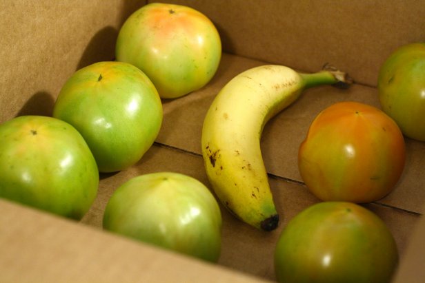 Ethylene-rich bananas help green tomatoes ripen after picking.