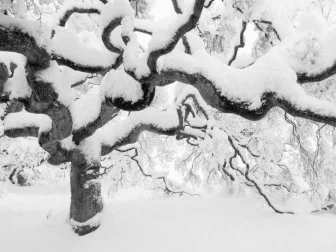 Winter Tree