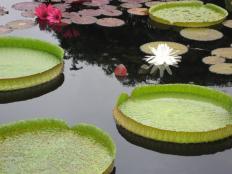 Victoria Water Lilies