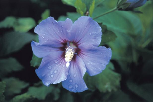 Blue Rose of Sharon