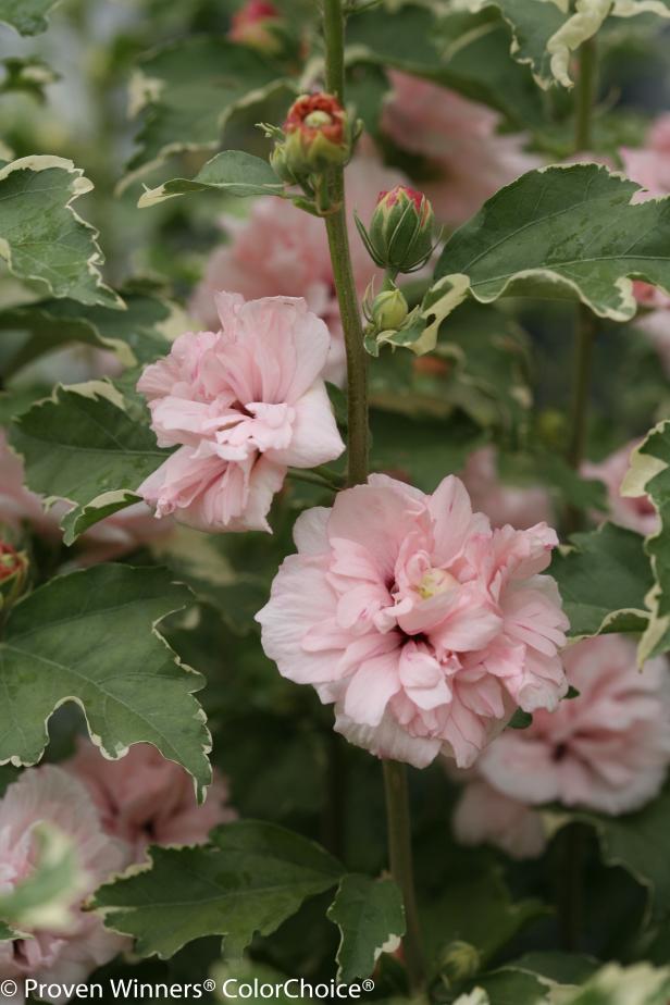 Rose of Sharon: Hibiscus 'Sugar Tip'