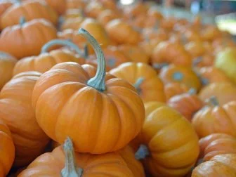 Types of Pumpkins