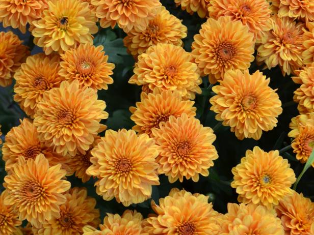 Chrysanthemum Meaning | HGTV