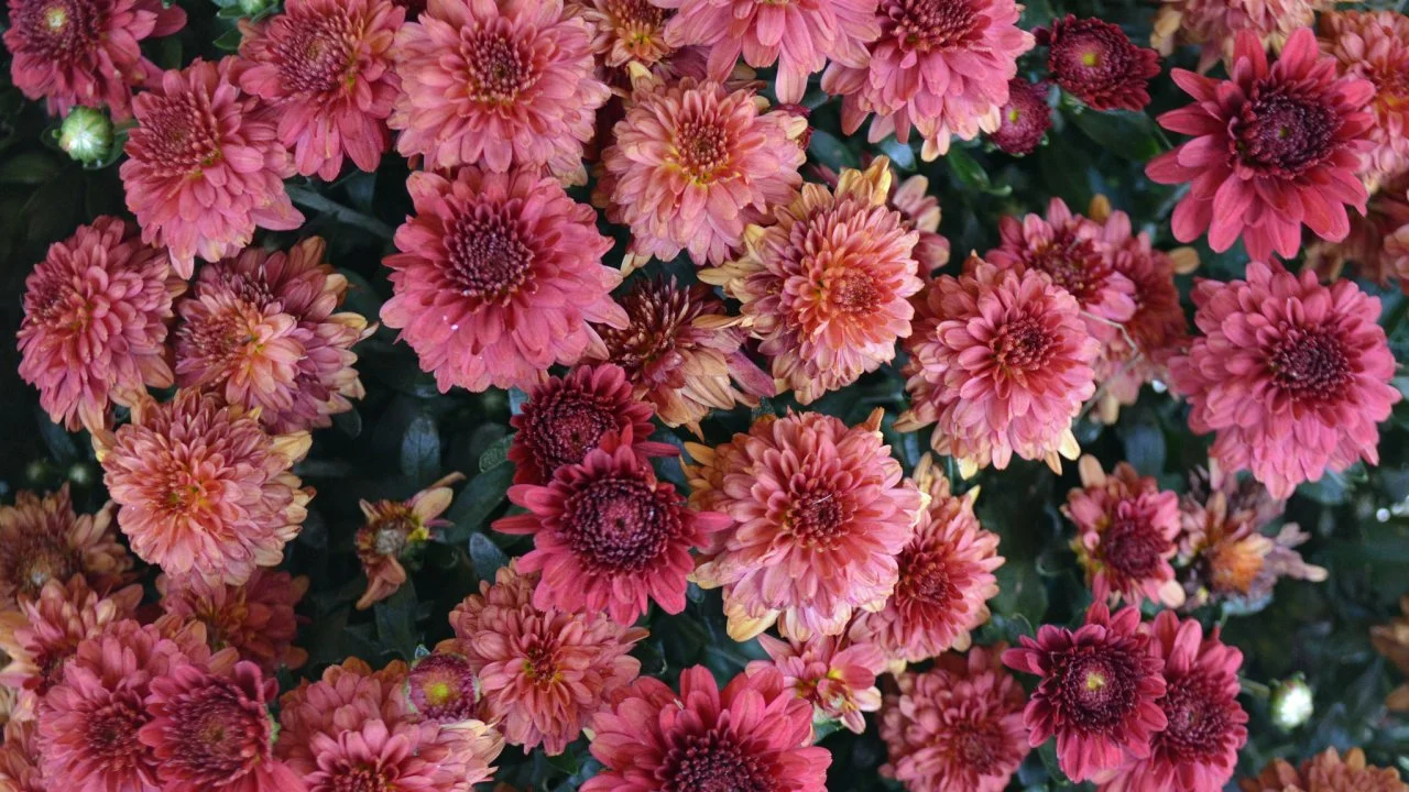 Growing Chrysanthemum from Seeds | HGTV
