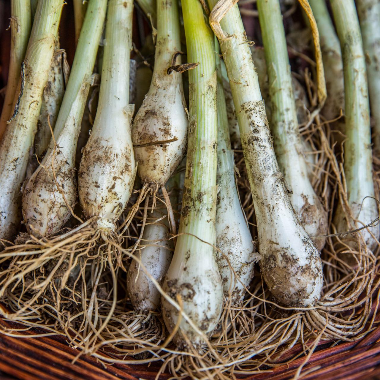 Green shallots