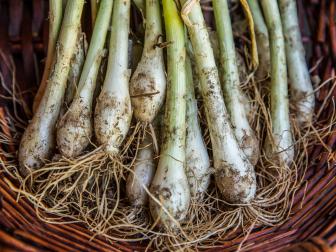 Detail of fresh picked spring onions.