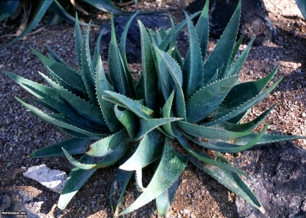 Aloe Vera Planting And Growing Tips Hgtv