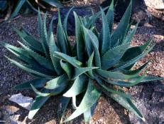 Aloe striata x saponaria  (01) Habit