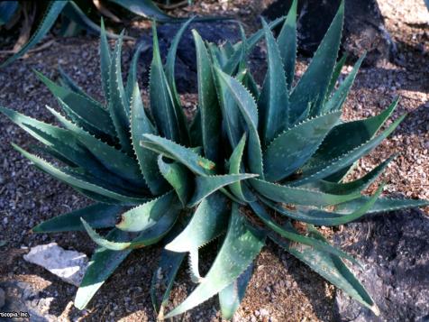 Aloe Vera Planting and Growing Tips