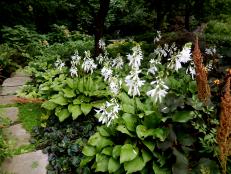 hostas plant garden shade plants growing planting different varieties hosta gardens hgtv transplant landscape along sun gardening flowers planted newly