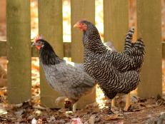 Learning the terms associated with backyard chickens can make any hobbyist sound like an expert.