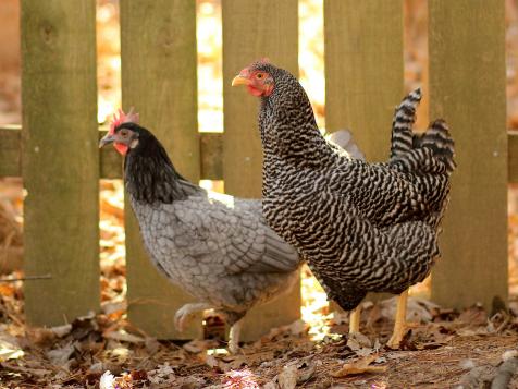 What Does Your HOA Think of Backyard Chickens?