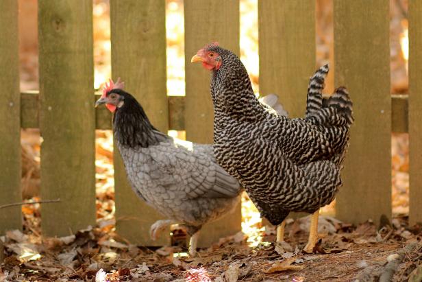 Learning the terms associated with backyard chickens can make any hobbyist sound like an expert.