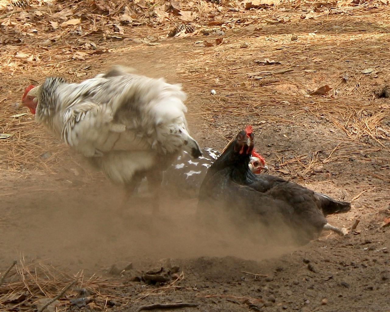 Backyard Chickens Dust Baths Hgtv