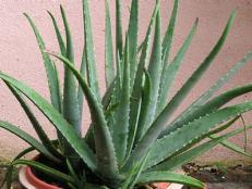 Many cacti and <a target="_blank" href="http://www.hgtvgardens.com/plant-finder/?plantType=SUCCULENT&amp;zone=no_zone">succulents</a> including <a target="_blank" href="/herbs/medicinal-aloe-aloe-vera">aloe vera</a> tolerate low humidity indoors, if given a bit of extra light.