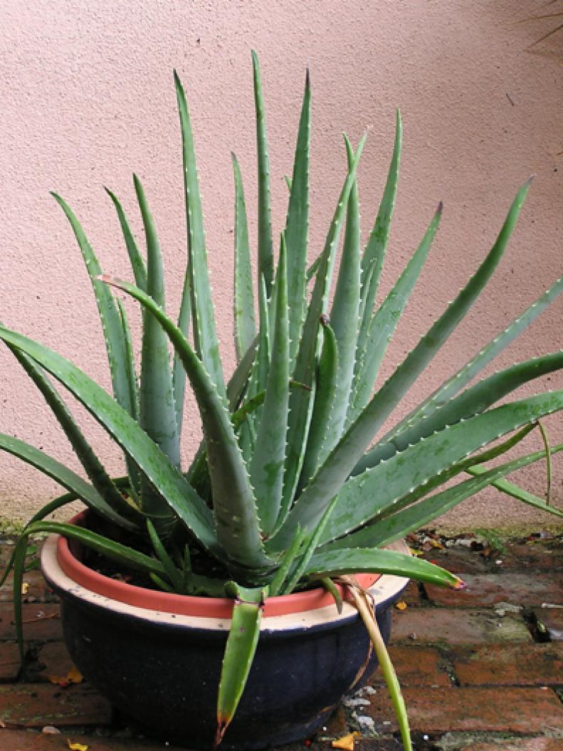 Many cacti and <a target="_blank" href="http://www.hgtvgardens.com/plant-finder/?plantType=SUCCULENT&amp;zone=no_zone">succulents</a> including <a target="_blank" href="/herbs/medicinal-aloe-aloe-vera">aloe vera</a> tolerate low humidity indoors, if given a bit of extra light.