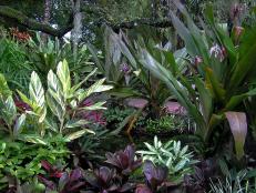 Tropical Plant Collection