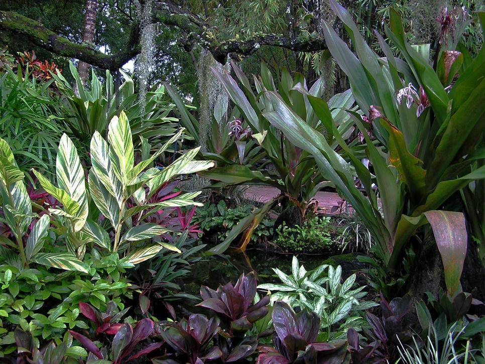 Tropical Plant Names And Pictures | Euffslemani.com