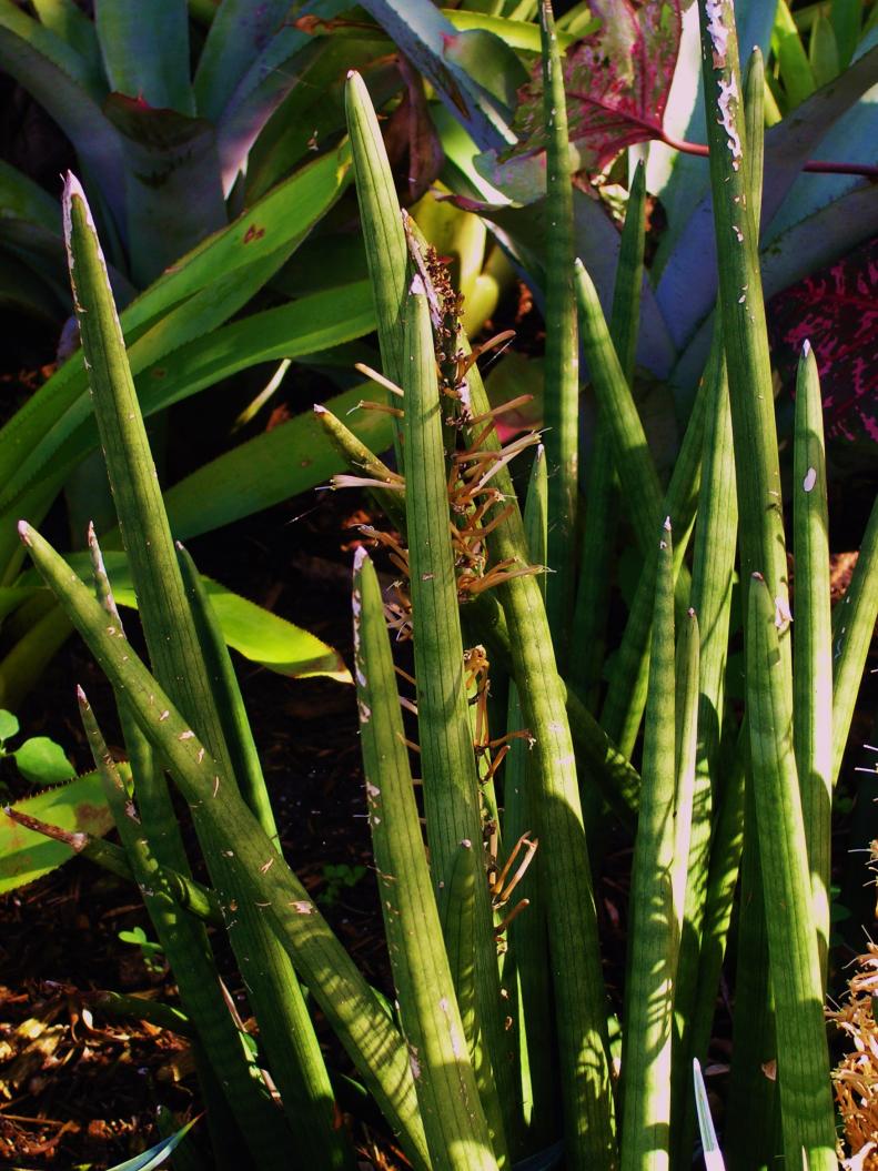 The carrot-shaped leaves of Sansevieria cylindrica add a dramatic touch to any plant collection.