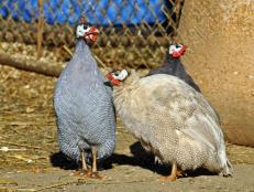 Guinea fowl have a high novelty factor and can be helpful for backyard pest control if you can deal with the drawbacks.