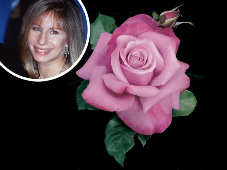 'Barbra Streisand' is certainly no &quot;Second Hand Rose&quot;&nbsp; — it's rumored that this lavender-hued, citrus-scented rose was picked out as a namesake flower by the actress herself.