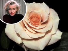 Rosa 'Marilyn Monroe'