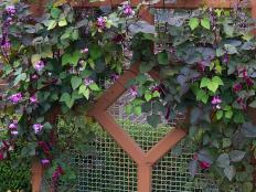 Fast=growing hyacinth bean on a baffle wall