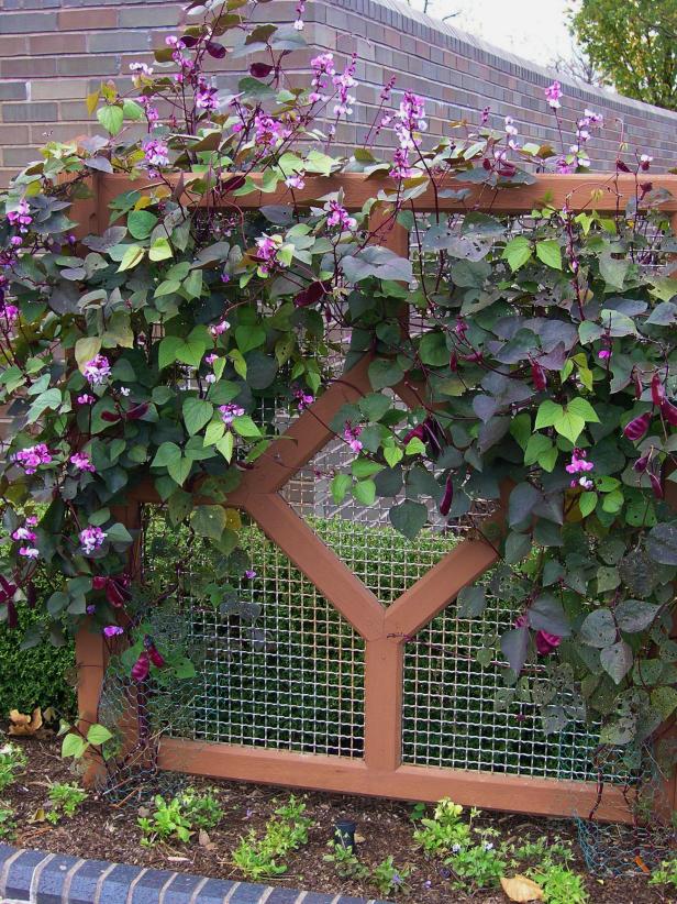 Instant gratification is easy with a simple &quot;baffle&quot; wall and a fast vine