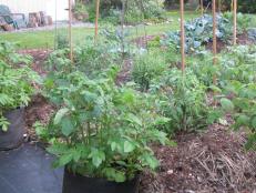 Vegetable Garden With Potatoes In Grow Bags
