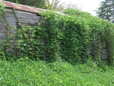 Trumpet Vine Is A Beautiful But Invasive Vine Hgtv