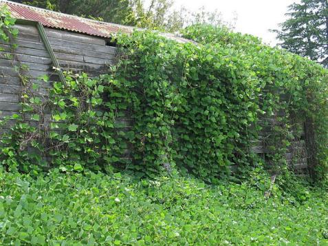 Kudzu Conundrum: How to Deal With This Invasive Plant