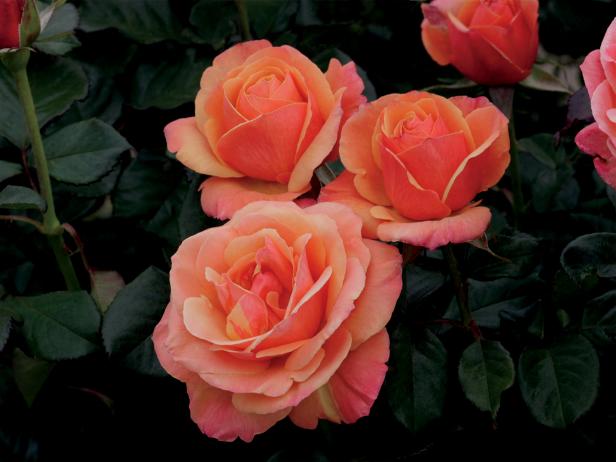 This sumptuous grandiflora rose was created by Tom Carruth, introduced by Weeks Roses and named for <i>Downton Abbey</i>'s head housemaid, the lovely and gentle Anna Bates (Joanne Froggatt). The rose's blend of golden tan and pink is derived from a hybrid of 'Voodoo' and 'About Face' and boasts a fruity, slightly spicy fragrance.