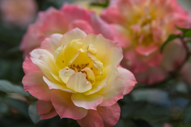 This  landscape rose may remind you of a ‘Peace’ rose, with soft yellow and  orange flowers that have a pink blush along the edges. The semi-double  blooms are held against dark green, glossy leaves. You won’t need to deadhead or spray these disease  resistant, deciduous shrubs. Give them full sun; they’ll grow 18 to 30  inches tall and rebloom all summer. Their mounding growth habit makes  them a good choice for containers or beds.