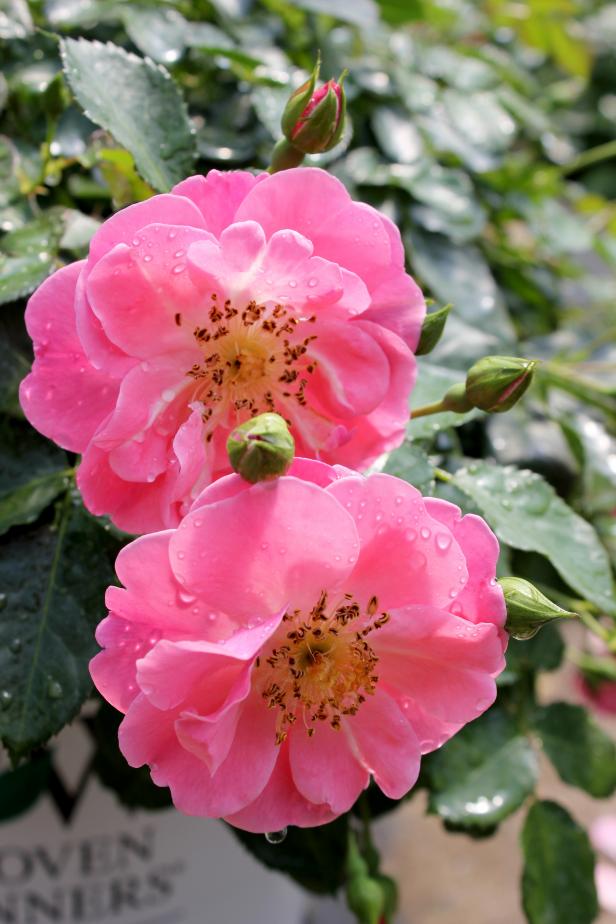 Sun-loving ‘Pink Cupcake’ is another in Proven Winners' Oso Easy series of  landscape roses. These new-for-2014 shrubs are so disease resistant,  they don’t need spraying. The large, pink flowers have a hint of coral and are self-cleaning, so you won’t  need to deadhead, either. New leaves have a reddish hue, then mature to  glossy green. The continuously blooming plants are deciduous and reach  24 to 28 inches tall.