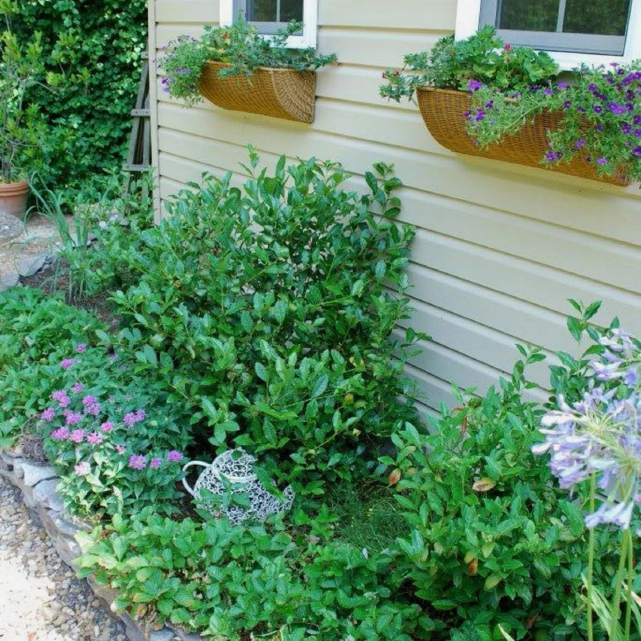 How To Plant A Tea Garden