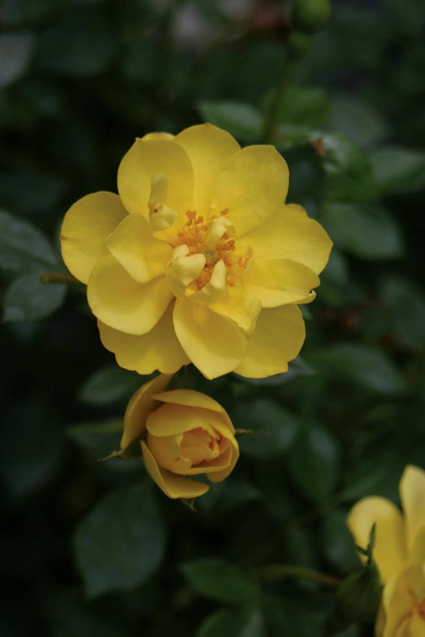 This canary-yellow landscape rose, ‘Lemon Zest’ has excellent resistance to  diseases and holds its bright color beautifully. The rose is self-cleaning, dropping its petals when they age. ‘Lemon Zest’ is an  easy to grow, deciduous shrub with glossy green foliage and a mounding  habit. It reaches 18 to 30 “ high and loves full sun; it’s recommended  for hardiness zones 5 to 9.
