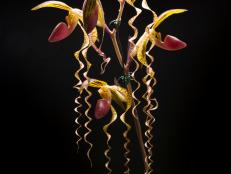 With delightful tendrils and multi-floral spikes up to two ft. tall, this exotic orchid will be one of 10,000 to warm the hearts of visitors during the coldest days of winter at the Chicago Botanic Garden's first annual Orchid Show.