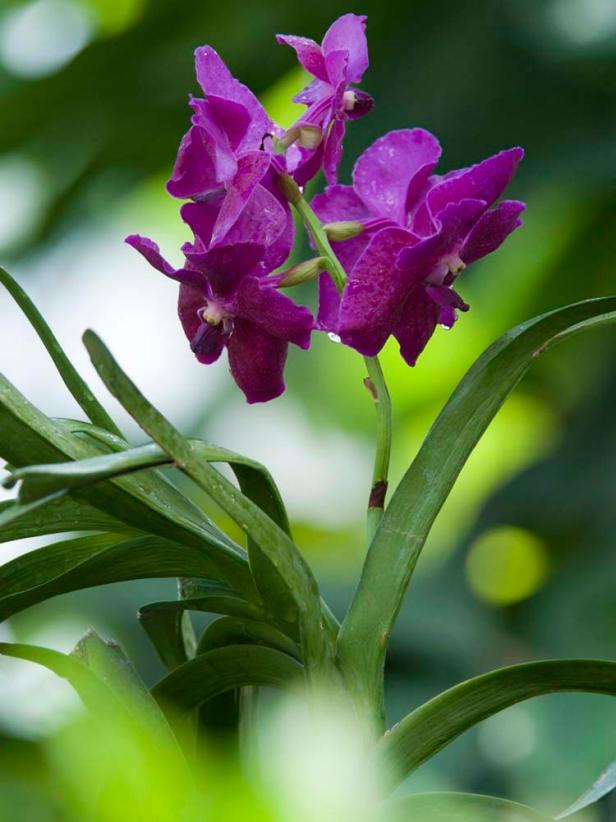 Exotic Orchids At The Chicago Botanic Garden Hgtv