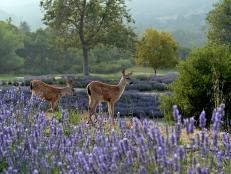 More than 7,000 lavender plants give the ranch's rolling hills a splash of color.